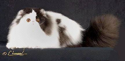 Grand Champion El Zaburs Souvenir 