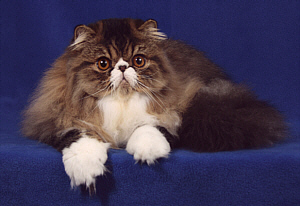 CFA CH. El Zaburs Womanizer