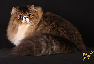 CFA CH. El Zaburs Womanizer