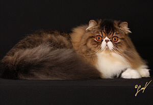 CFA CH. El Zaburs Womanizer